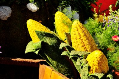 78. Harvesting Good Health.TOM_1249c.jpg