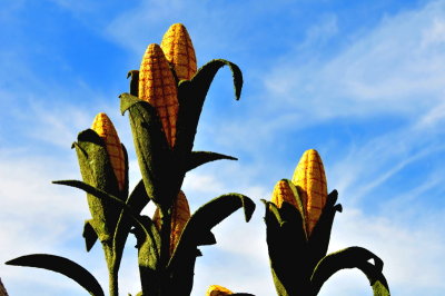 78. Harvesting Good Health.TOM_1247c.jpg