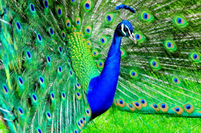 Peacock of 2010.