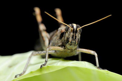 Grasshopper