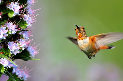 Hummingbird