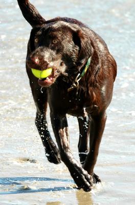 Beach dog