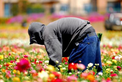 Worker at Carlsbad Flower Fields. 2006