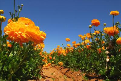 Carlsbad Ranch/The flower fields-the field