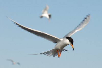 Flying with me, Pelican & Caspian(Forster's) Tern