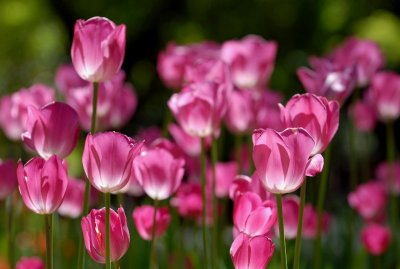 Tulip at Descanso garden