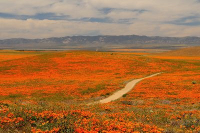 Poppy Reserve/ Antelope Valley  2008