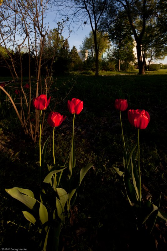 Frhling im Donaupark