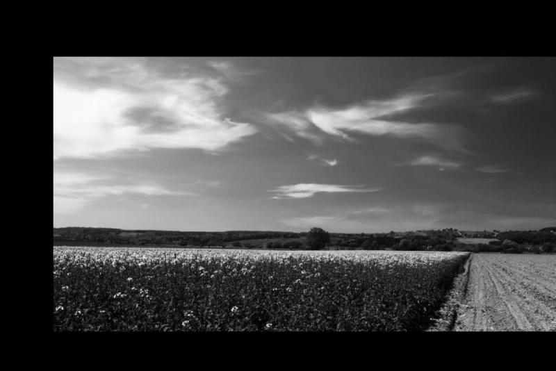 Rapeseed field / Burgenland