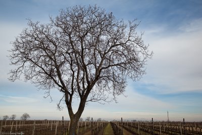 burgenland