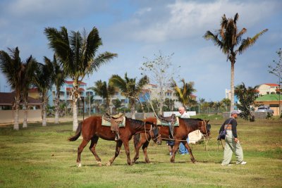 Les chevaux de Cuba