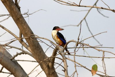 Birds in Thailand