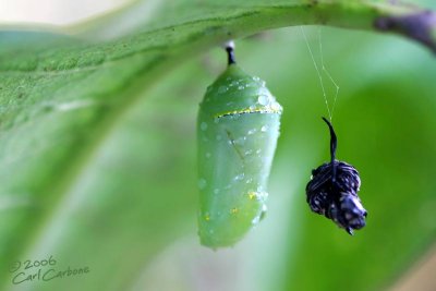 Monarch Butterfly Chrysalis