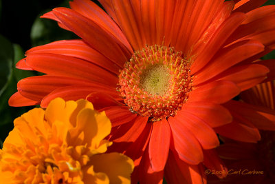 IMG_2284-Gerbera.jpg