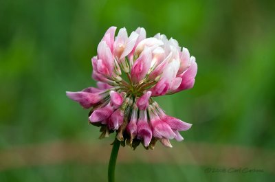 IMG_2306-Clover.jpg