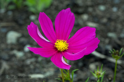 IMG_2325-Cosmos.jpg