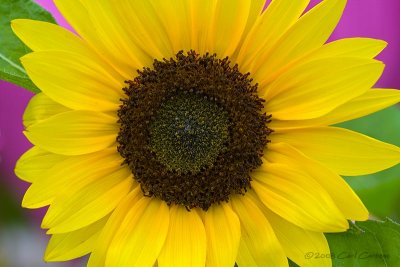 IMG_2327_sunflower.jpg