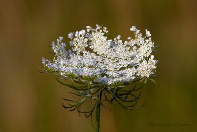 IMG_2117-Queen_Annes_Lace.jpg