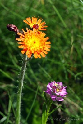 IMG_2391-Orange_Hawkweed_Field_Milkwort.jpg