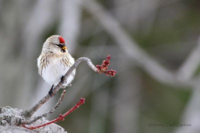 IMG_3062-Common_Redpoll.jpg