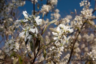 IMG_3398-serviceberry.jpg