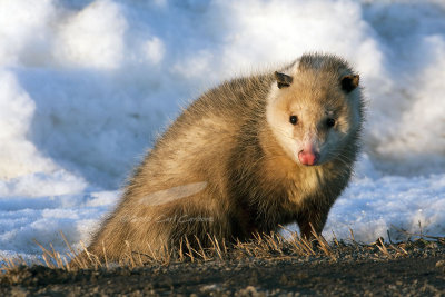 03/07/2010 - _MG_6015-Opossum