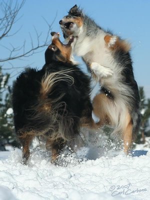 frolicking_dogs.jpg