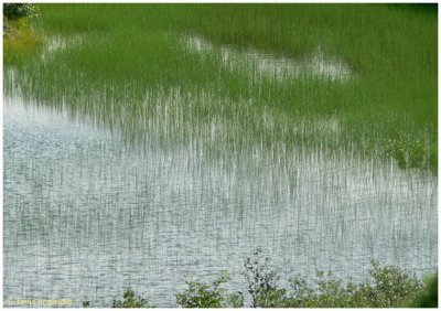 Growing in water