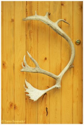 Door handle