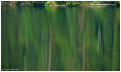 Reflection of the trees on Mahoney lake