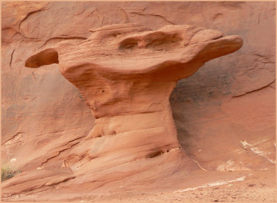Camel head rock