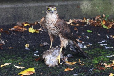 Sparrowhawk