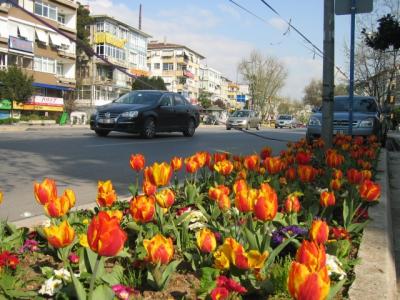 tulips in istanbul