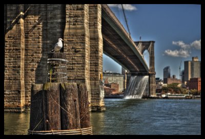 Seagull + Brooklyn Bridge Waterfall