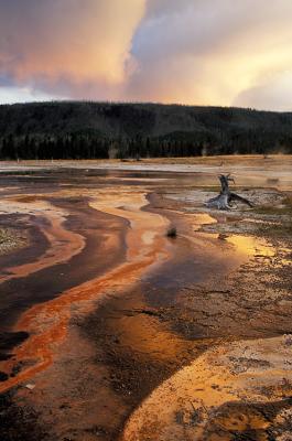 Yellowstone - Bacterial Mat