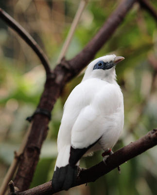 Mynah Bird - Close-up, Central Park Zoo
