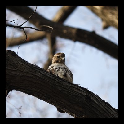 Red tail Hawk relaxes after eating a squirrel