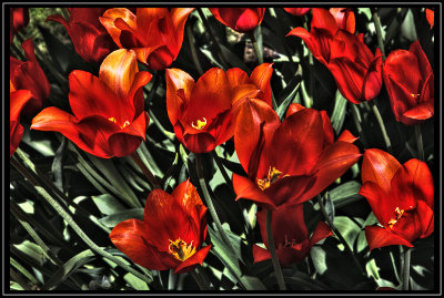 Tulips - NYC