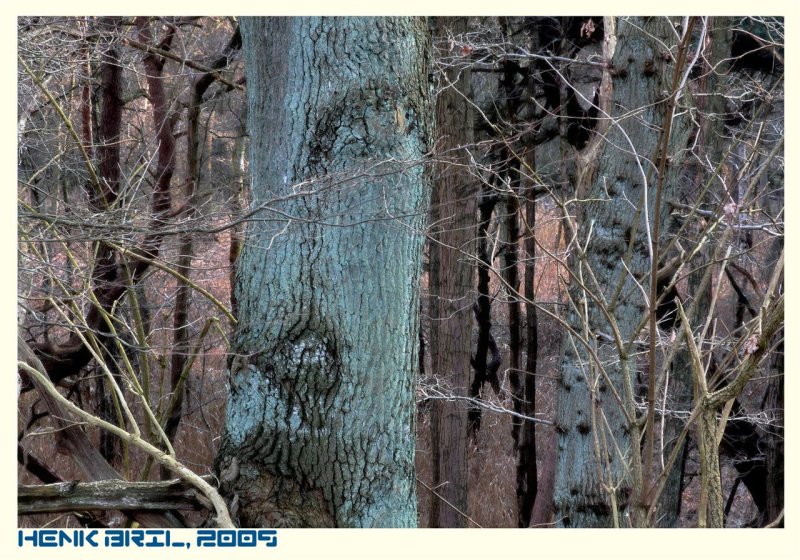 Blue Lichen - Blauw Korstmos