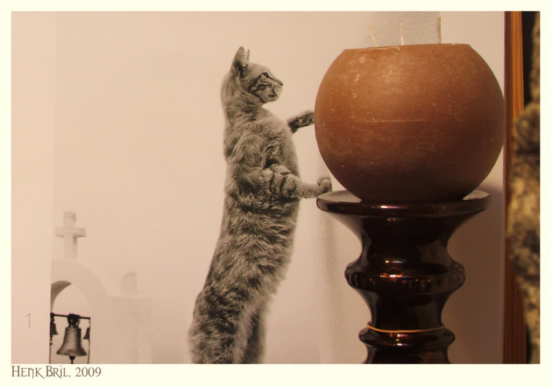 Curiosity and the Cat