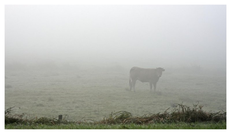 Fog Cow