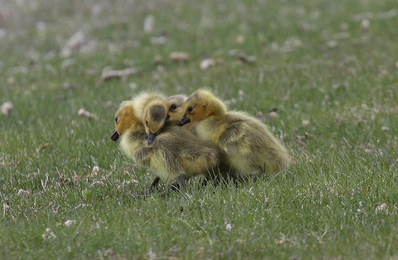 Group Hug !