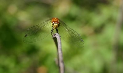 meadowhawk (Sympetrum) of some sort