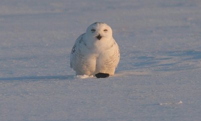 Snowy Owl...Pellet