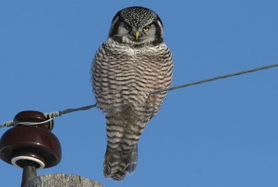 Northern Hawk Owl Banding