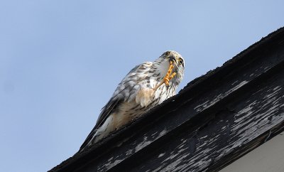 Merlin