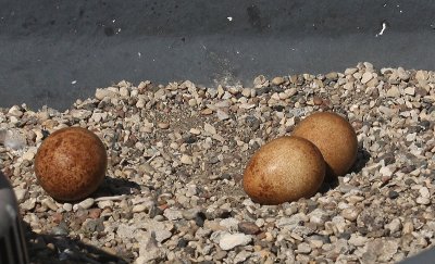 Peregrine Eggs