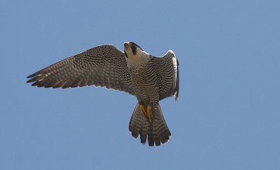 IMG_0405-1.jpg