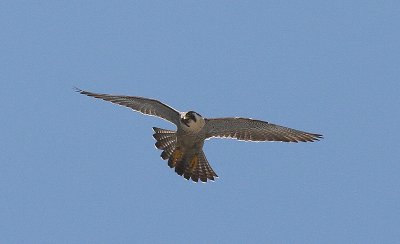 IMG_0519-1.jpg