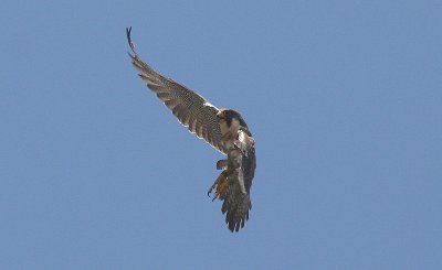 IMG_0704-1.jpg